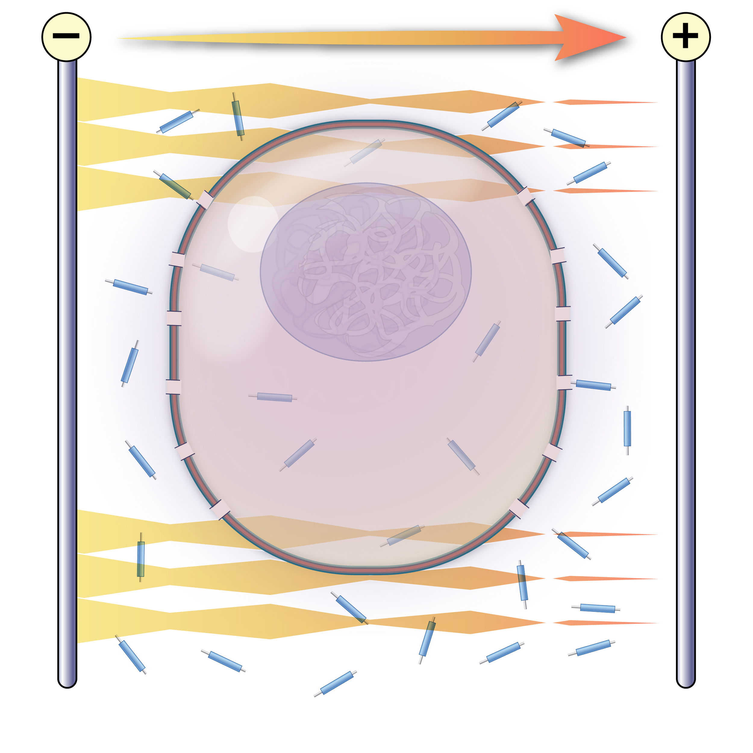 NEJM Illustrated Glossary