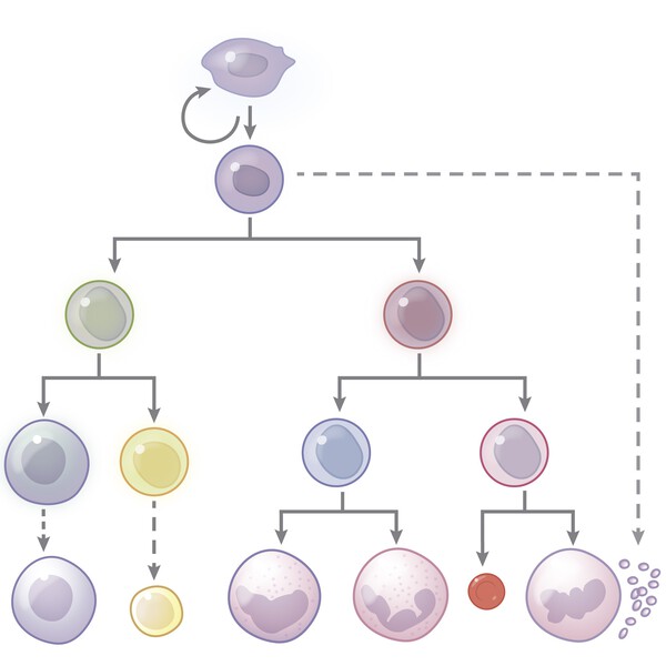 NEJM Illustrated Glossary