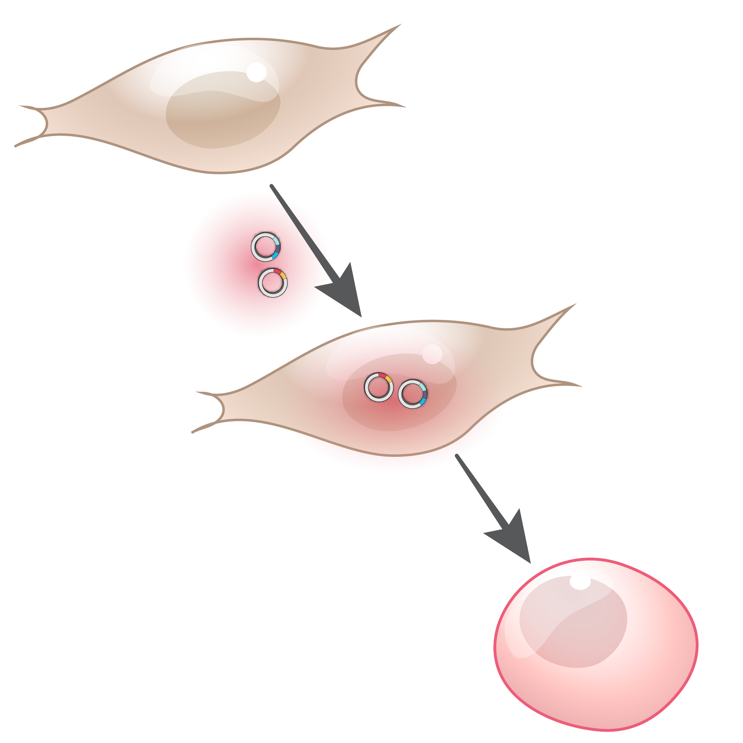 NEJM Illustrated Glossary